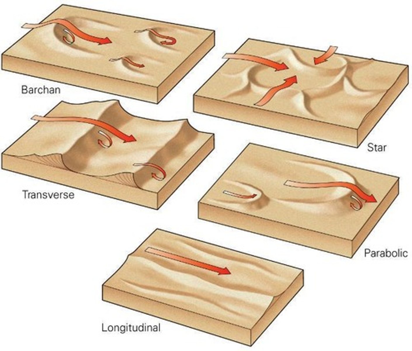 <p>Dunes with limited sediment supply, where 'horns' point downwind and migrate rapidly.</p>