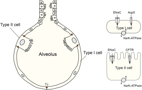 <ol><li><p><strong>Type I alveolar cells</strong>: <strong>Thin simple squamous epithelial cells</strong>.</p></li><li><p><strong>Type II alveolar cells</strong>: <strong>Rounded cells</strong> (4% of lining) that <strong>produce surfactant</strong>.</p></li></ol><p></p>
