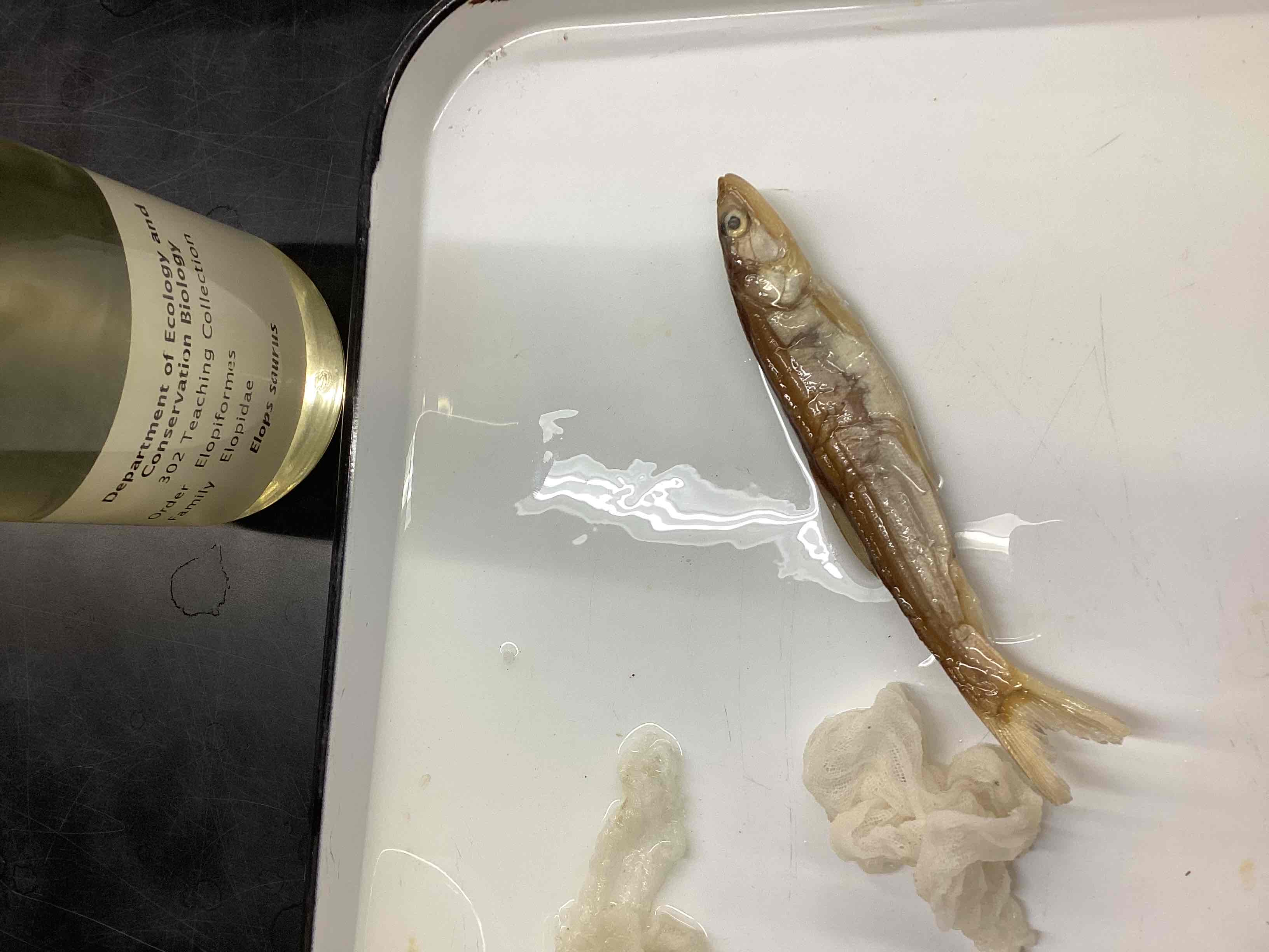 <p>Ladyfish </p>