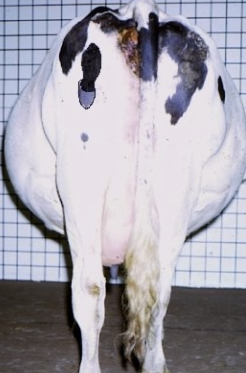 <p>signs may be missed but suspected at parturition when a large quantity of fluid is passed</p>