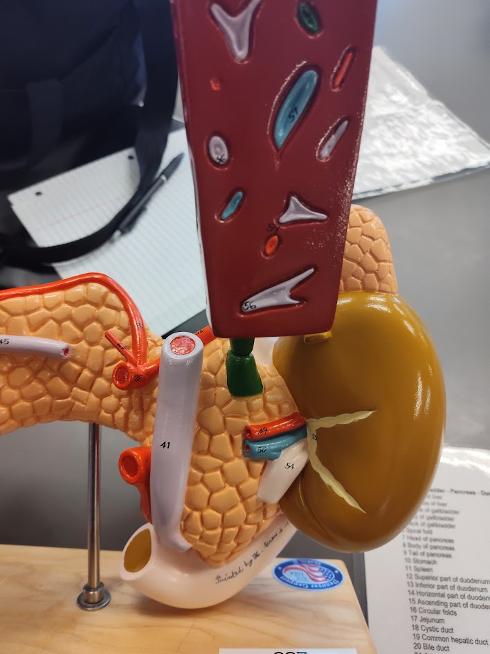 <p>hepatic artery </p>