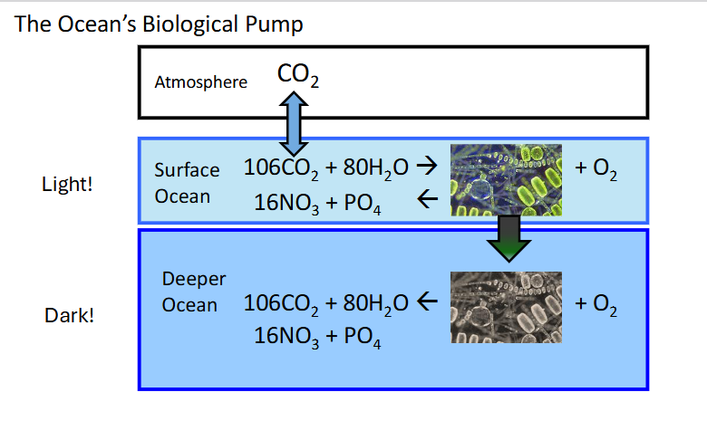 <p>dense and sink </p>