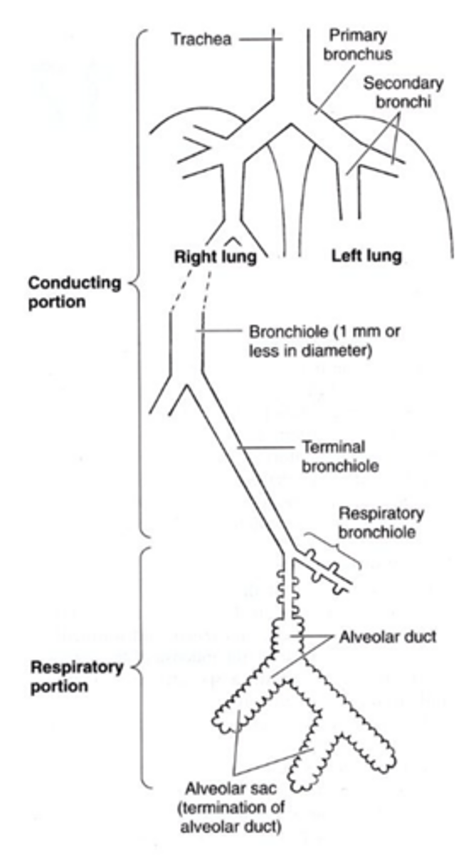 <p>The conducting portion only conducts air, while the respiratory portion conducts air and facilitates gas exchange.</p>