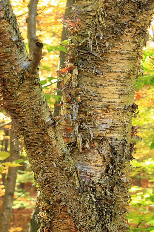 <p>yellow birch</p>