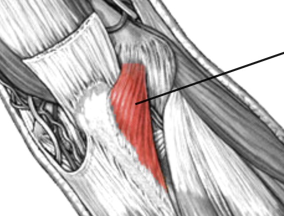 <p>Which muscle of the forearm is:</p><ul><li><p>Small triangle at posterior elbow</p></li><li><p>Action: ext elbow</p></li><li><p>Nerve: radial</p></li></ul><p></p>