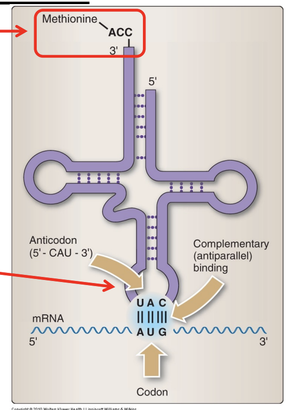<p>EVERY tRNA has a conserved sequence 5’ CCA 3’ on its 3’ end that is bound to its appropriate AA.</p>