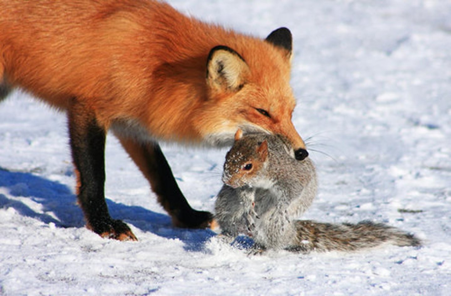 <p>An organism that is killed and eaten by another organism. For example the the fox (the predator) is feeding on the squirrel (the prey).</p>