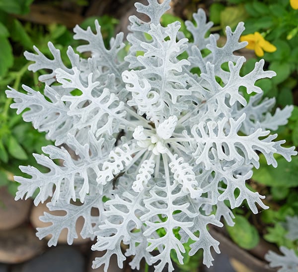 <p>Snowflake</p>