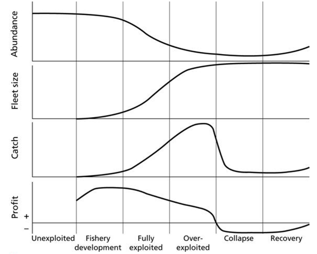 <p>boom and bust:</p><p>development → fully exploited → overexploited → collapse → recovery</p>