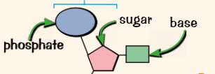 <ul><li><p>A sugar</p></li><li><p>A phosphate group</p></li><li><p>A base</p></li></ul>