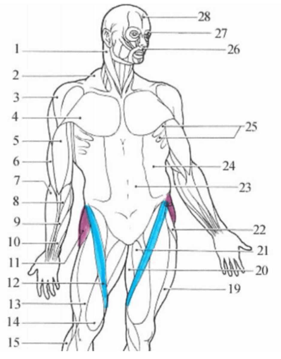 <p>blue muscle</p>