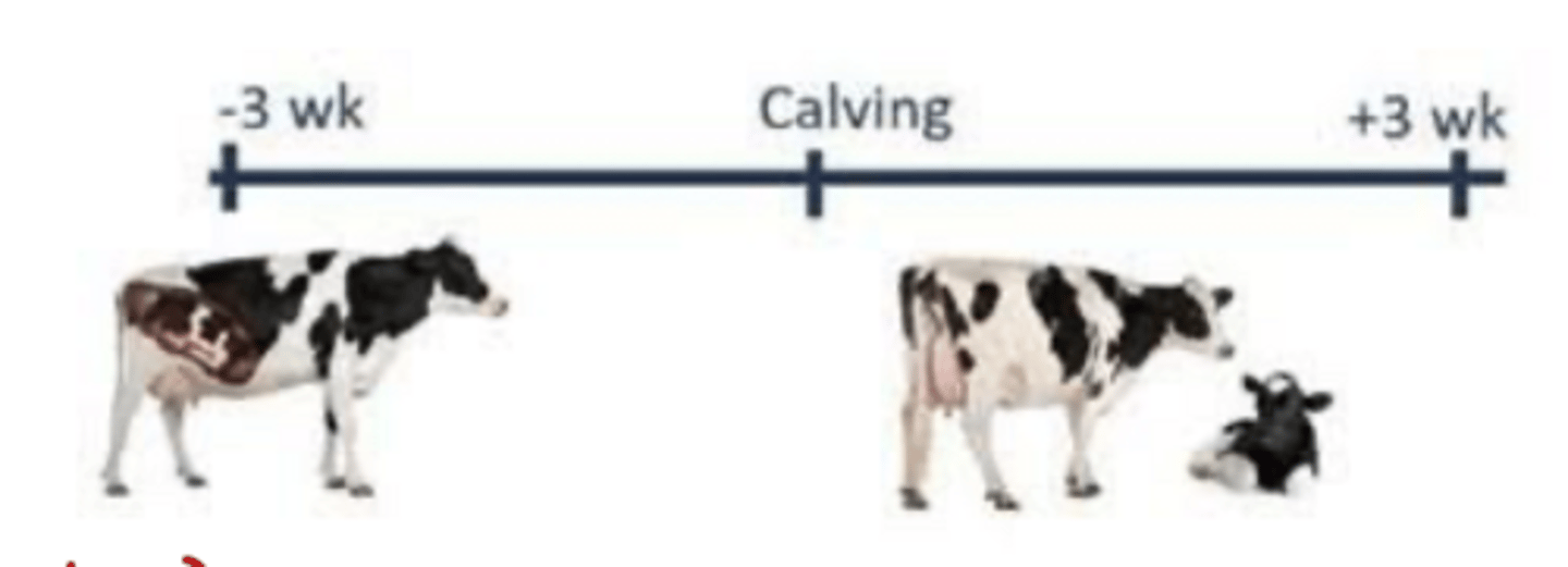 <p>what is the "transition cow"</p>