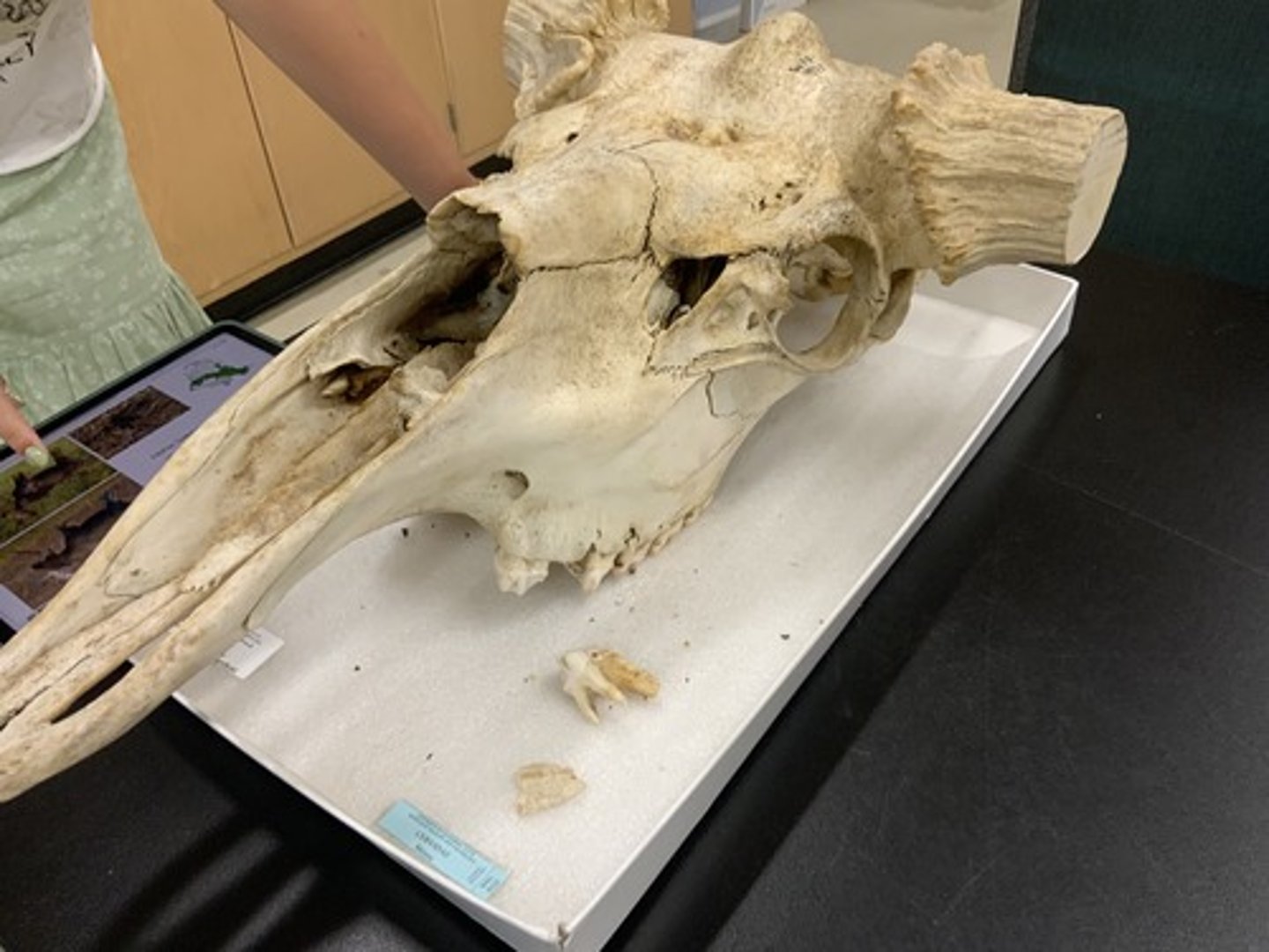 <p>Genus, species</p><p>-short nasal bones</p><p>-palmate-tipped antlers</p>