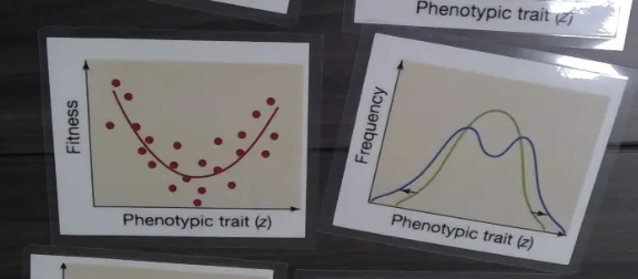 Most variability, mean is decreasing in frequency, most likely for speciation (will split into two species over time)