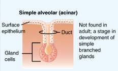 <p><span>Glands with a single saclike secretory portion.</span></p>