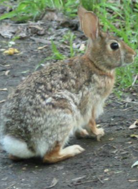 <p>what is this mammal </p>