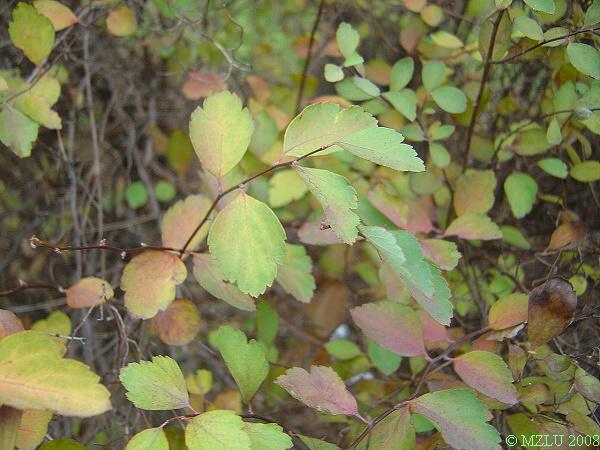 <p><span>tavolník van Houtteův</span></p>