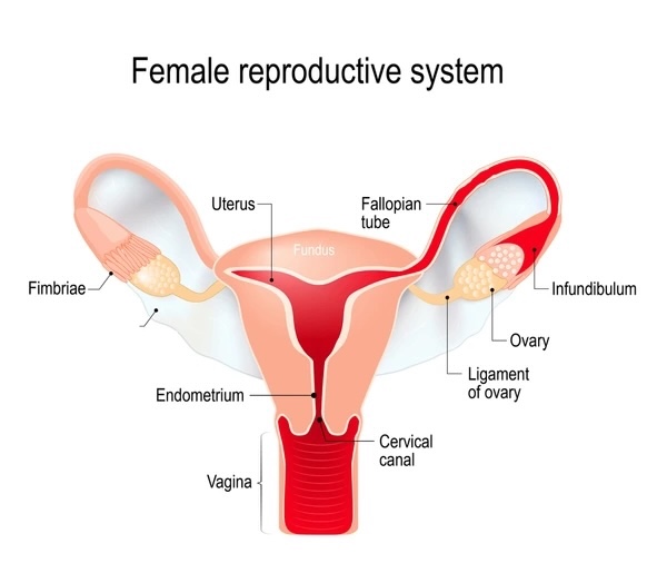 <p><span>-Sling-like structure that suspends the tract in the abdominal cavity</span></p><p><span>-Specifically suspends: Uterus, Oviduct, Ovaries</span></p>