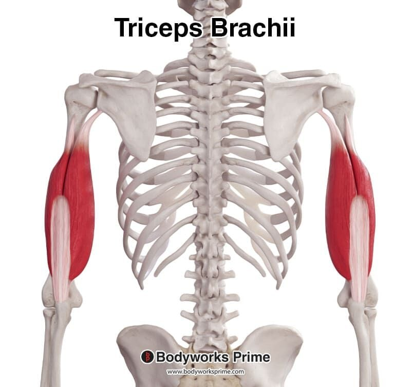 <p><span>Extends forearm at elbow.</span></p>