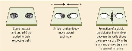 <p>Formation of a visible line between the wells of anti p-30 and semen extract–proves the stain is seminal</p>
