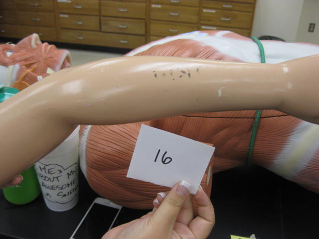 <p>Body Systems</p><p>Lab Image 1-23</p>