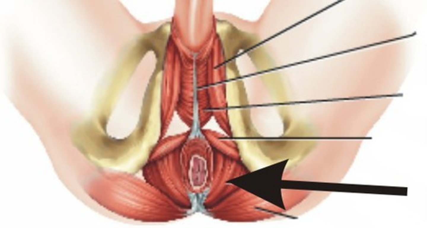 <p>What pelvic floor muscle is this (male)</p>