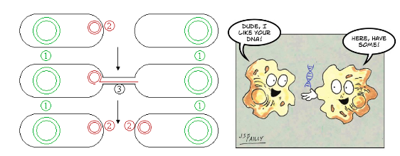 <p>direct transfer of a plasmid from cell to cell</p>