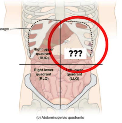 <p>This quadrant contains the stomach, spleen, left kidney, portions of the liver &amp; intestines</p>