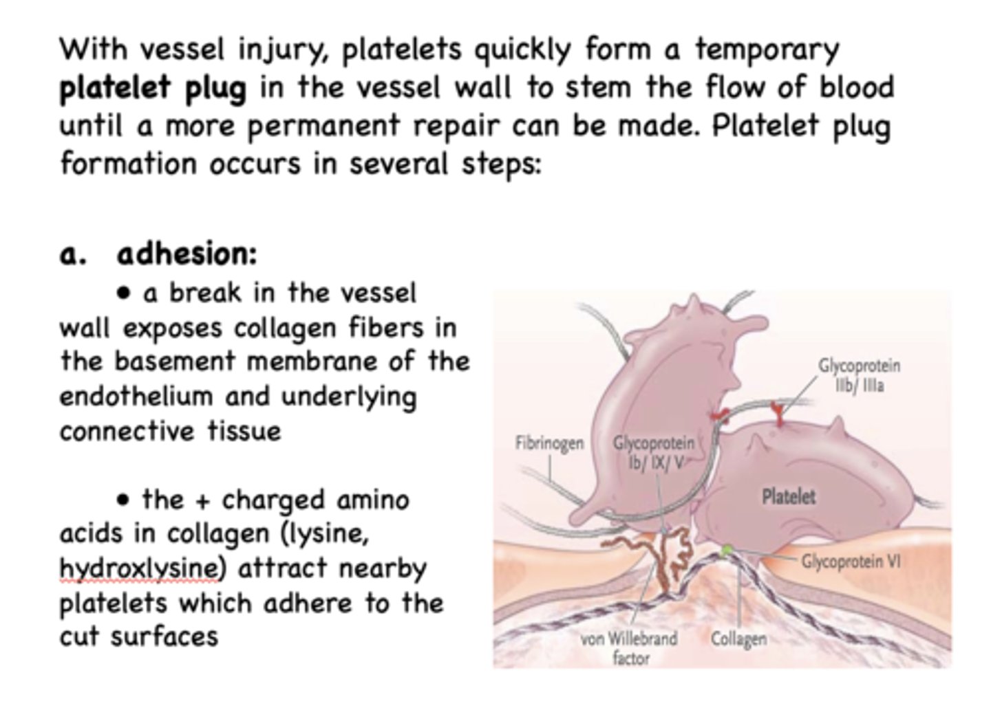 <p>Platelet plug</p>