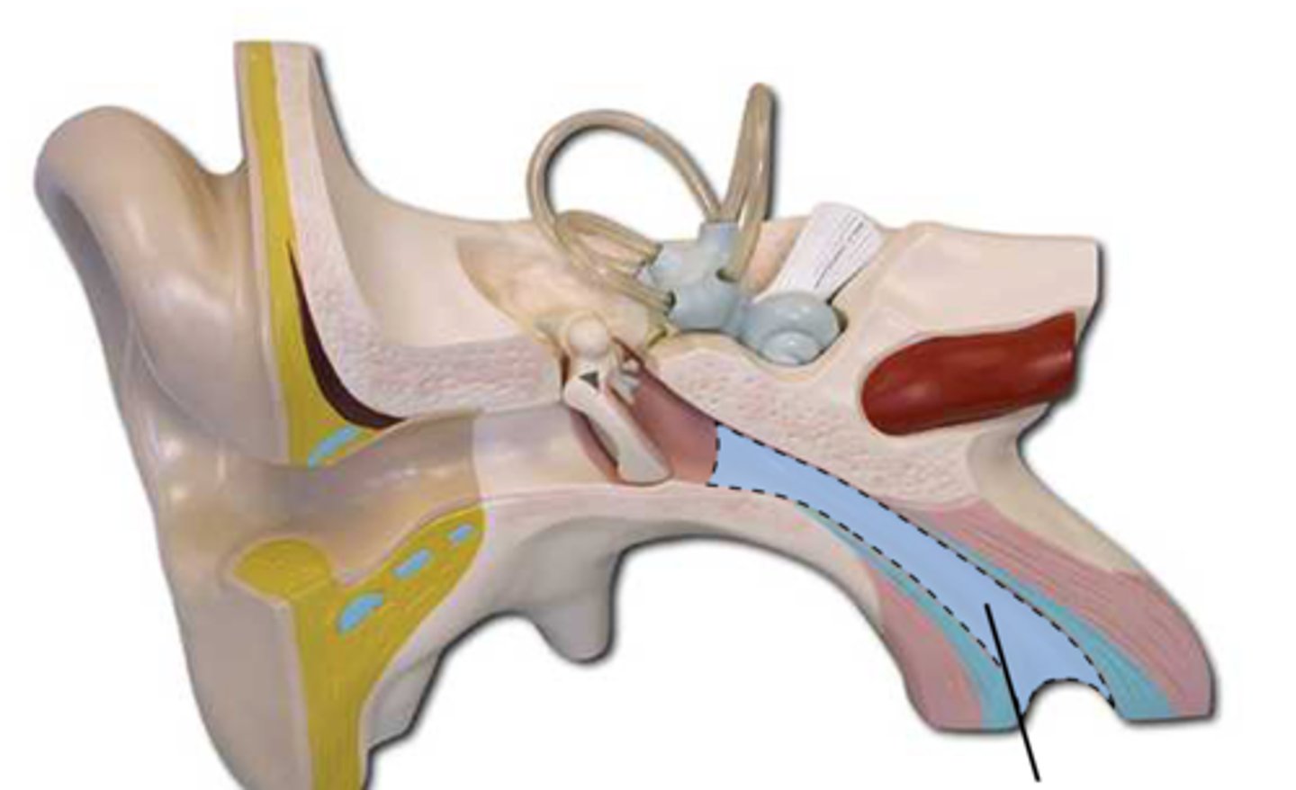 <p>Connects middle ear to nasopharynx; equalizes pressure</p>