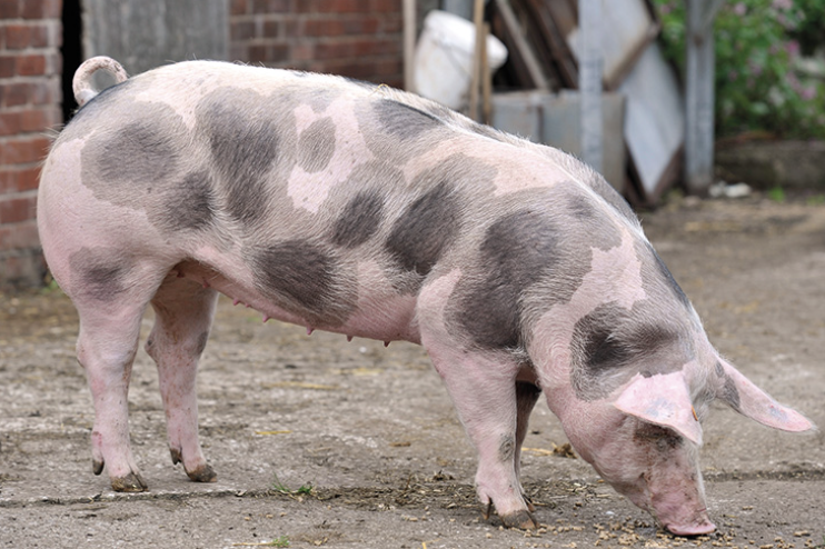 <p>What Breed?</p>