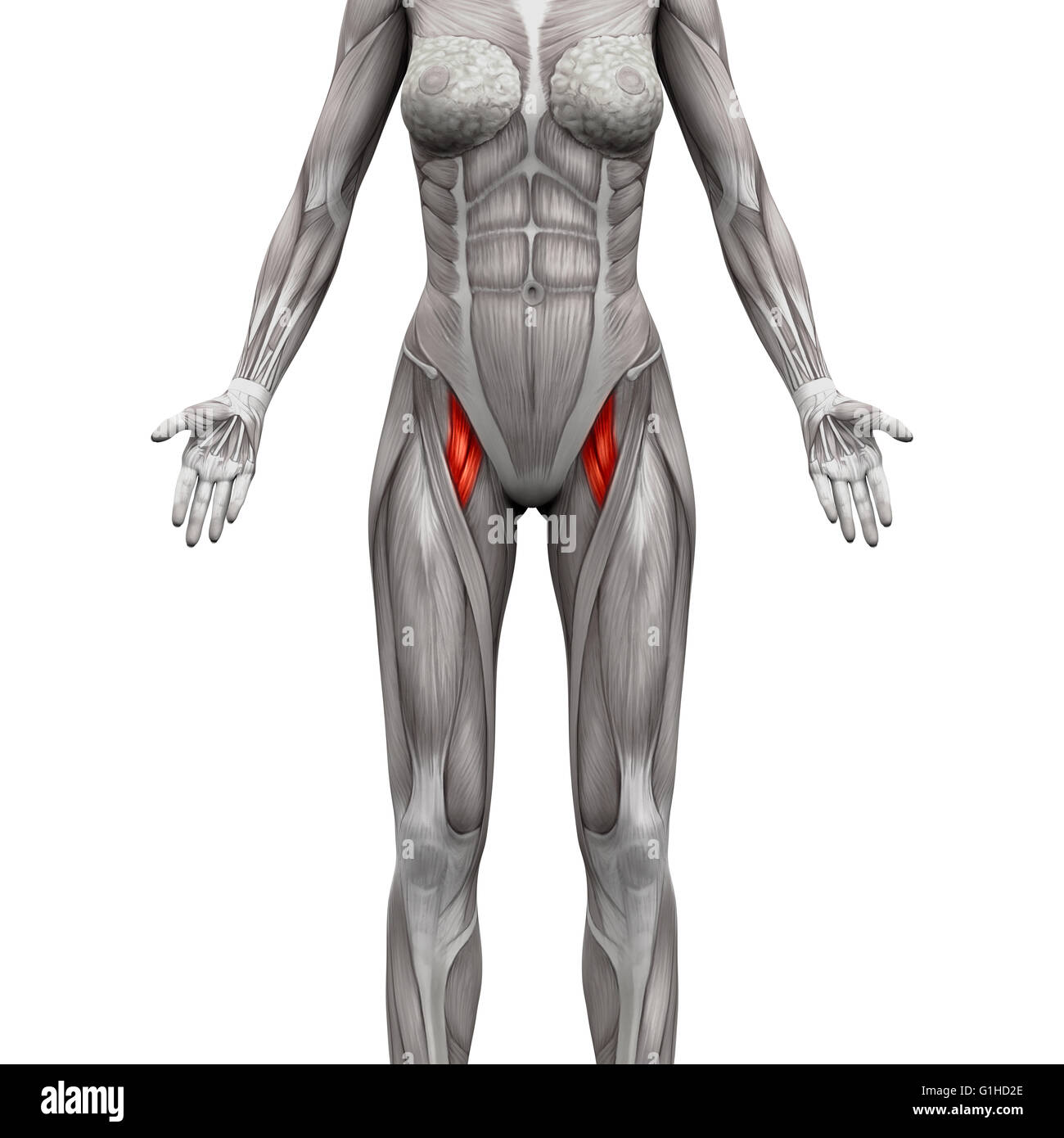 Origin: pubis & Ischial tuberosity 

Instersion: linea aspera of femur 

Action: adducts thigh 