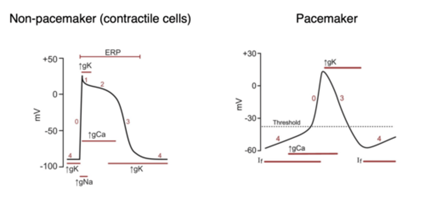 <p>Pacemaker cells do not have a phase 1 or 2 and have no true resting potential<br>- Slower depolarization<br>- Ca2+ is main cause of depolarization</p>