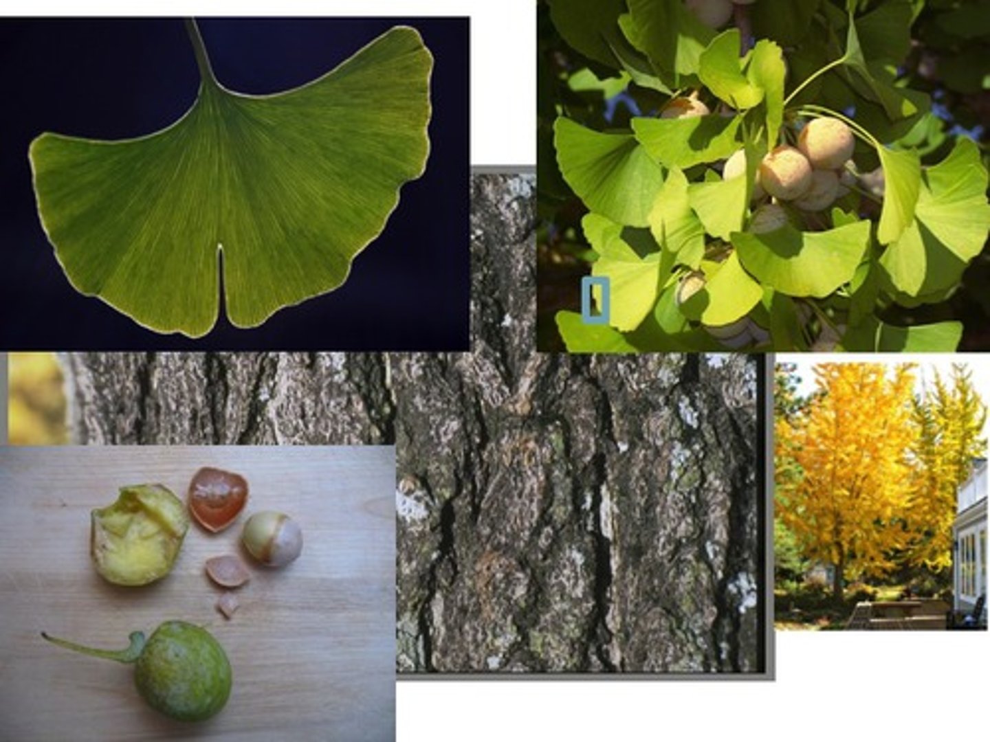 <p>Ginkgoaceae Ginkgo biloba</p>