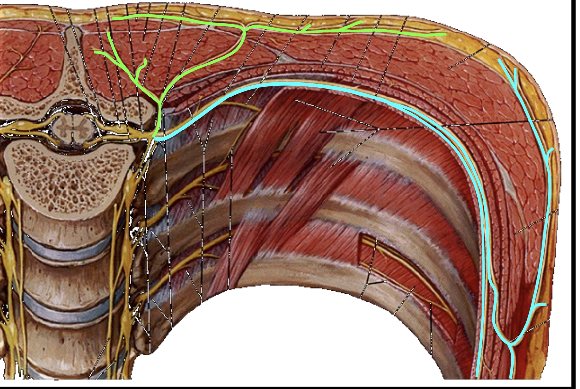<p>What is the teal line locating in this image?</p>