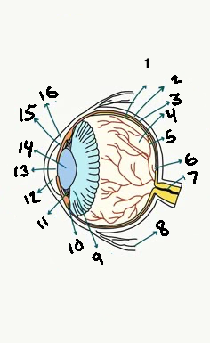 <p>What is number 4?</p>