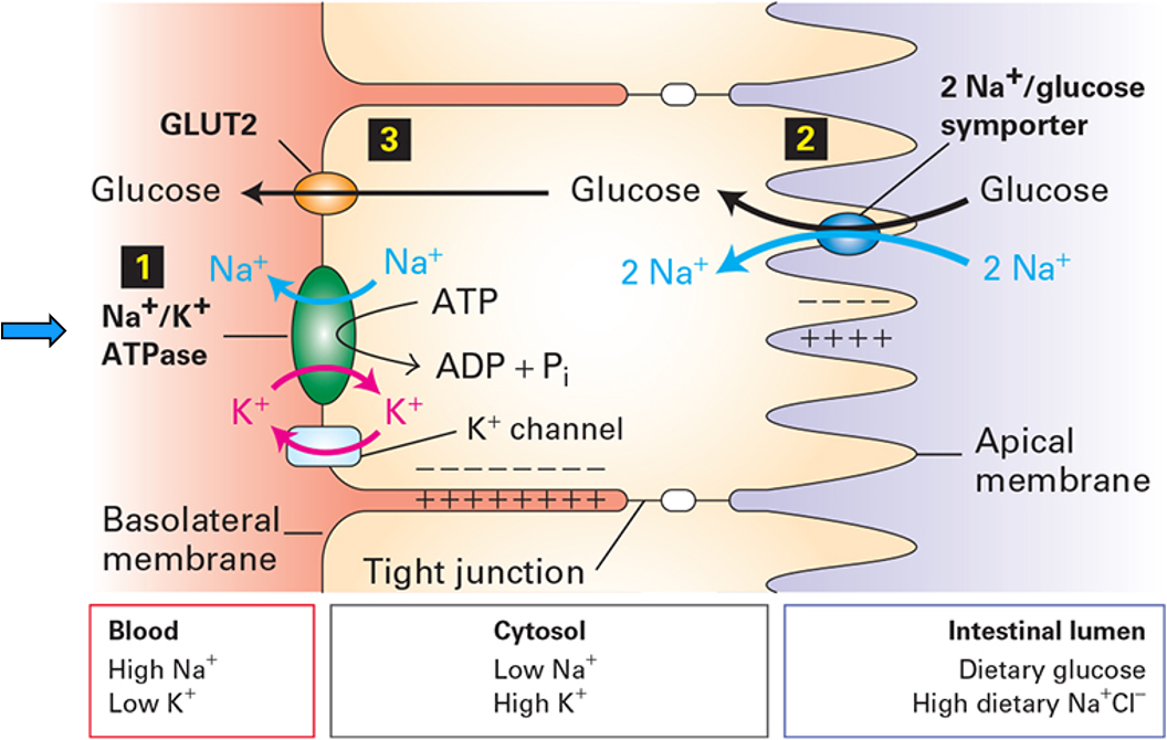 knowt flashcard image