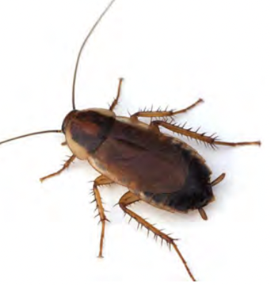 <p><u>Cockroaches &amp; Termites</u></p><ul><li><p>Hemimetabolous</p></li><li><p>Morpho:</p><ul><li><p>dorosventrally flattened</p></li><li><p>tegmina forewing hard</p></li><li><p>cerci prominenet</p></li><li><p>long simple antennae</p></li><li><p>large shield like pronotum</p></li><li><p>termines</p></li></ul></li><li><p>look in litter, bark, dead wood</p></li><li><p>roach pinned, termites in alc</p></li></ul><p></p>
