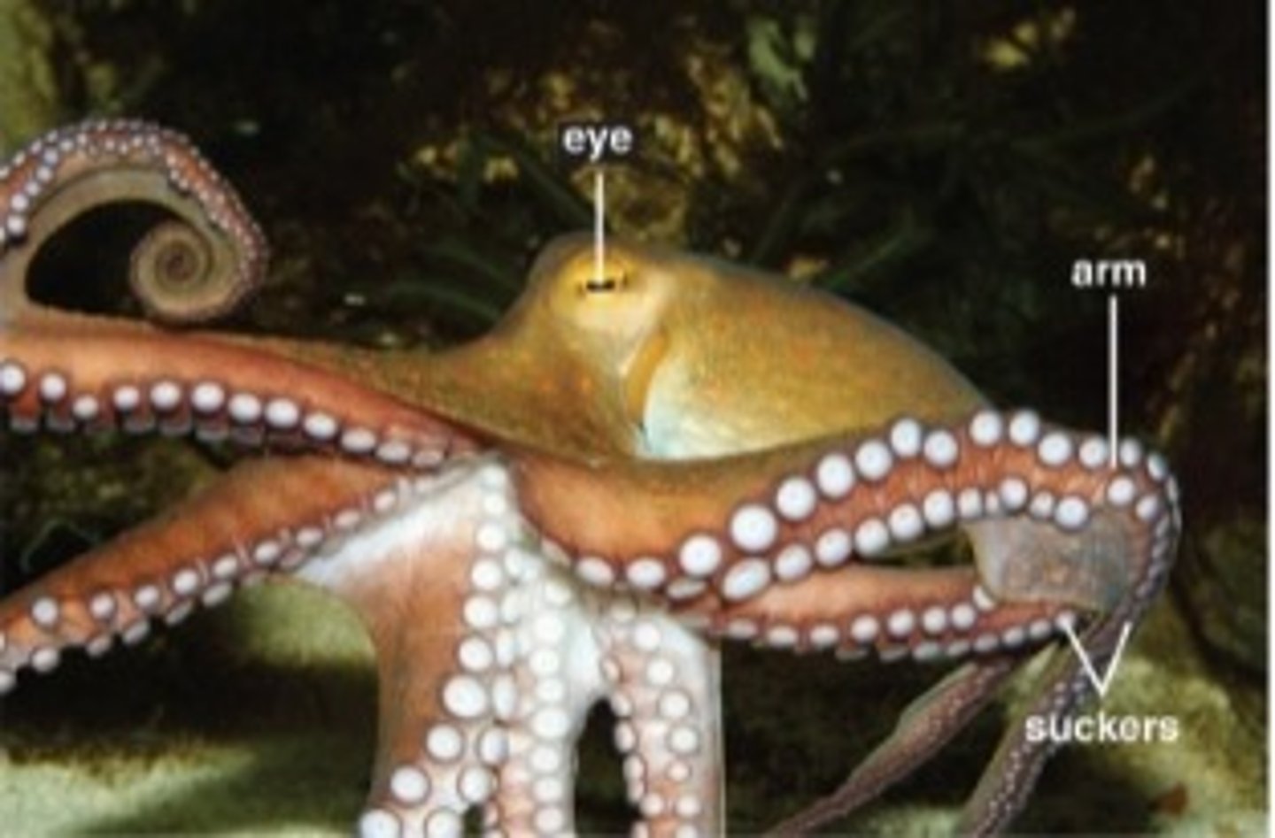 <p>- foot has evolved into funnel or siphon</p><p>- powerful beak and radula used for feeding</p><p>- cephalization is apparent</p><p>examples: squids, octopus, nautilus</p>