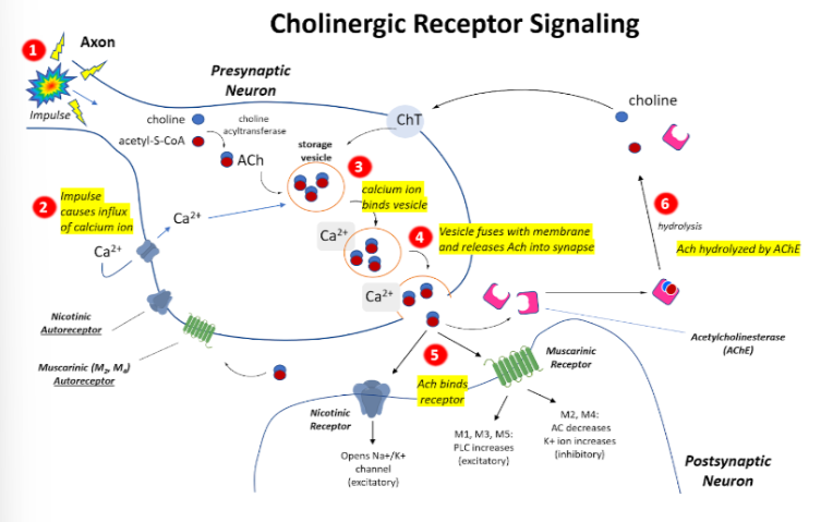 <p>1)Impulse comes through axon</p><p>2)Impulse causes influx of calcium ion</p><p>3)Calcium oin binds an ACh vesicle</p><p>4)Vesicle fuses with membrane and releases Ach into synapse</p><p>5)Ach binds either nicotinic or muscarinic receptor on next neuron OR it can diffuse to a nicotinic autoreceptor or muscarinic autoreceptor on same neuron and get re uptaken OR hydrolyzed by AchE</p>