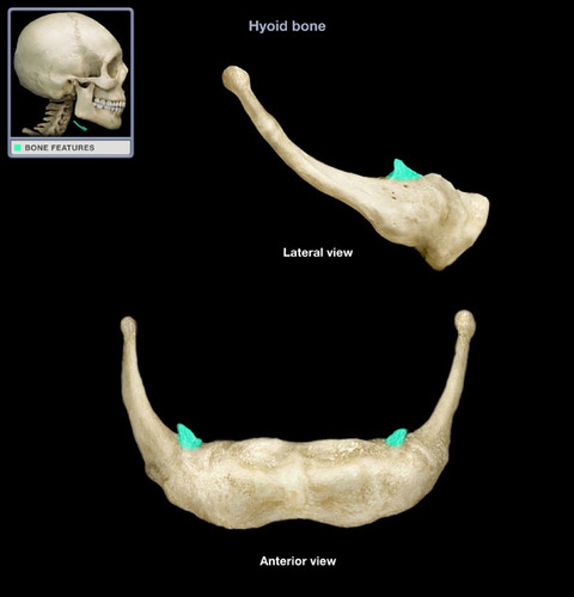 <p>the smaller, superior projection from where the greater horn and the body of the hyoid bone meet</p>