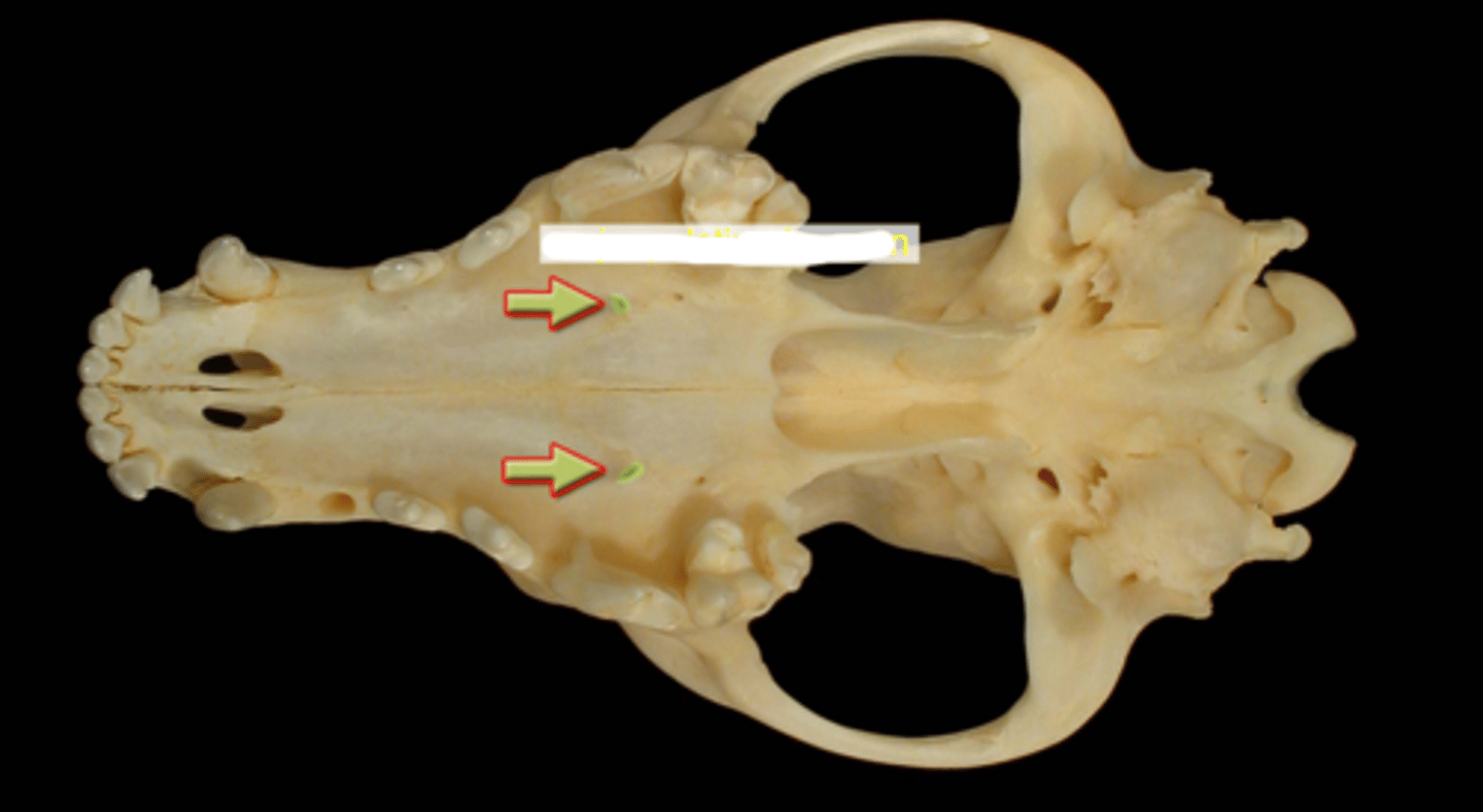 knowt flashcard image