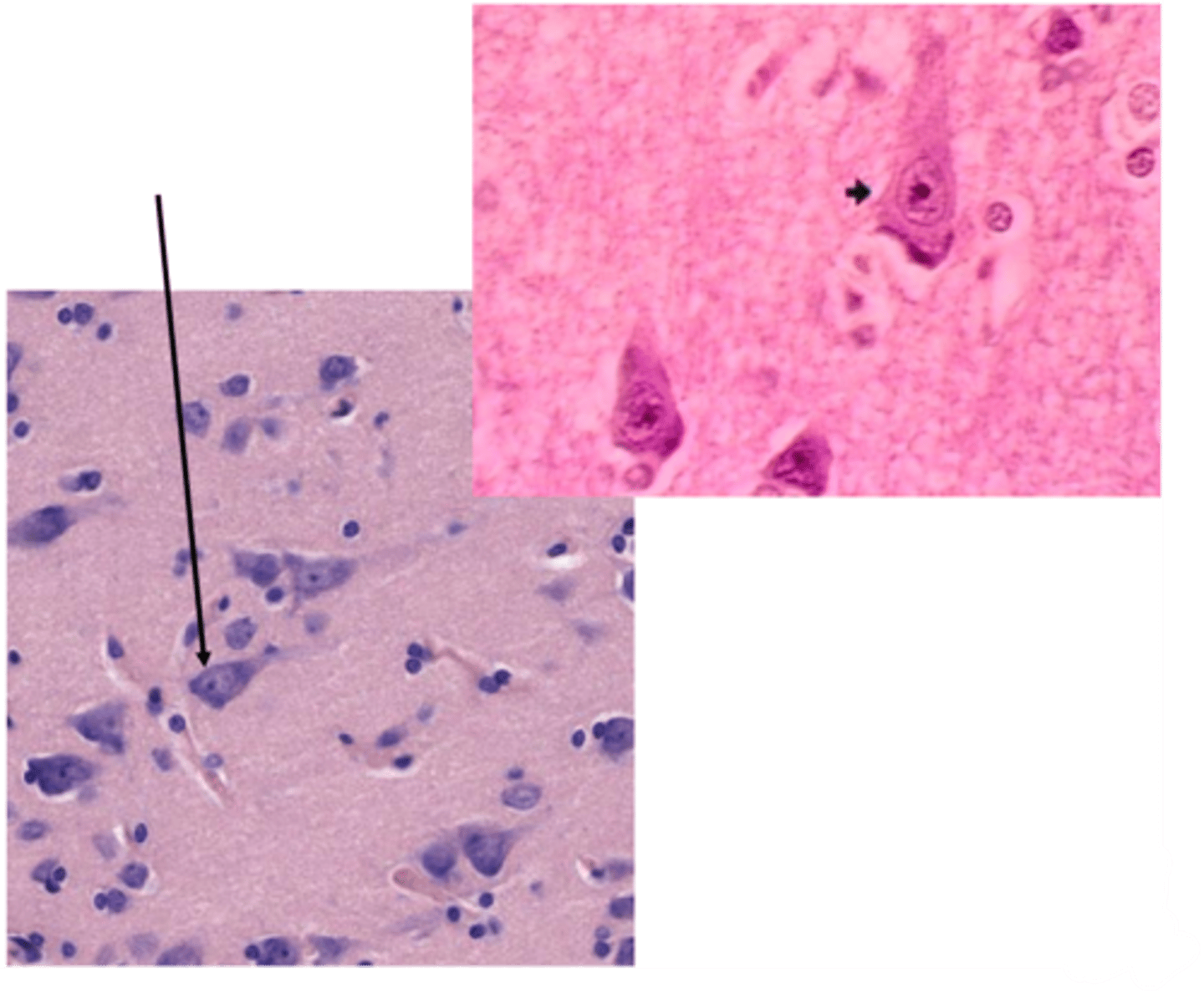 <p>Identify this cell</p>
