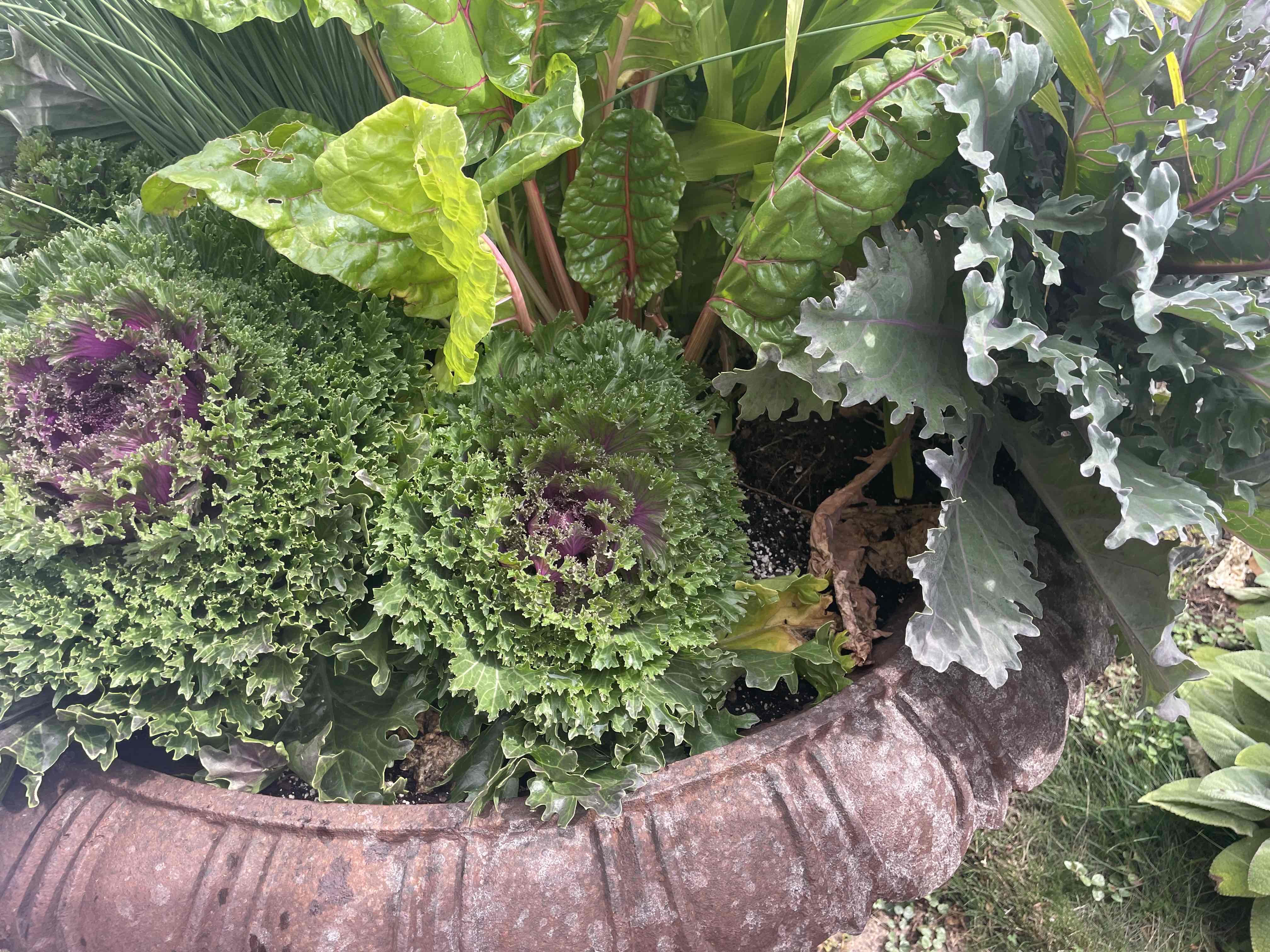 <p>Brassica oleracea </p>