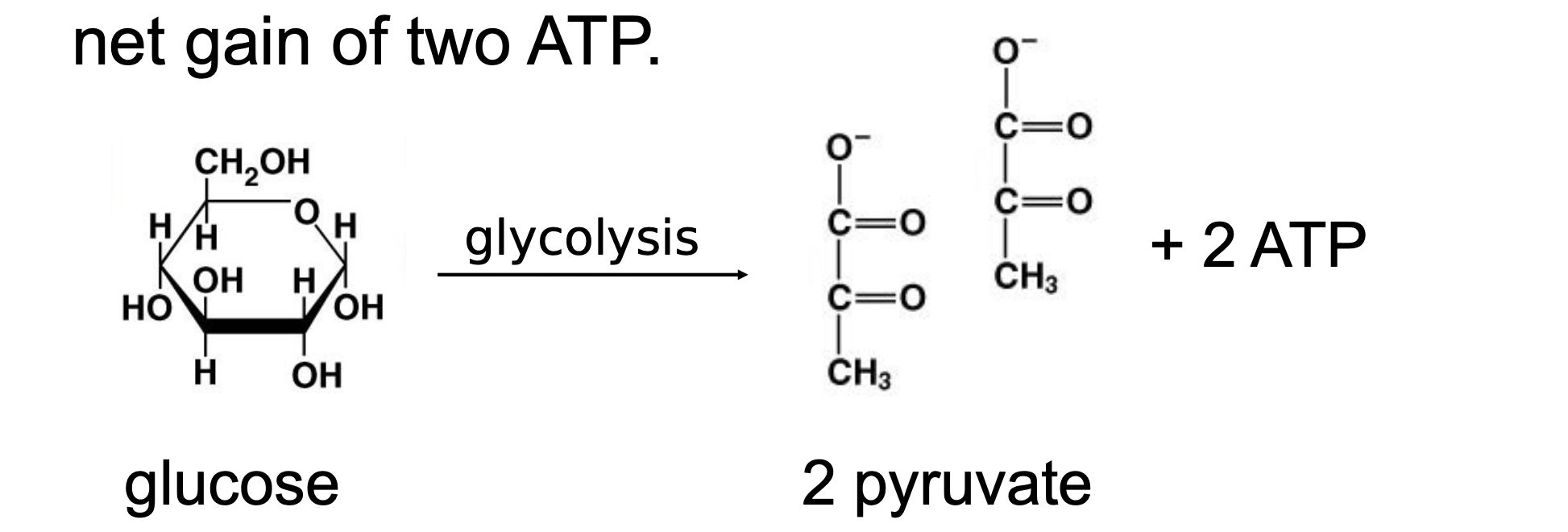 .begins the breakdown of glucose by redox reactions; performed by enzymes in the cytoplasm

.A six-carbon glucose molecule is split in half to form two molecules of pyruvate (a 3-carbon molecule). \n • This process involves a series of 10 different enzymes. \n • Two molecules of ATP are used in glycolysis, but four molecules of ATP are produced, for a net gain of two ATP.

Glycolysis harvests chemical \n energy by oxidizing glucose to pyruvate \n .Glycolysis breaks down glucose into two molecules of pyruvate \n .Glycolysis occurs in the cytoplasm and has two major phases \n .Energy investment phase (which requires 5 enzymes and uses 2 ATP) \n .Energy payoff phase (which requires 5 more enzymes and produces 4 ATP) \n .Glycolysis occurs whether or not O2 is present
