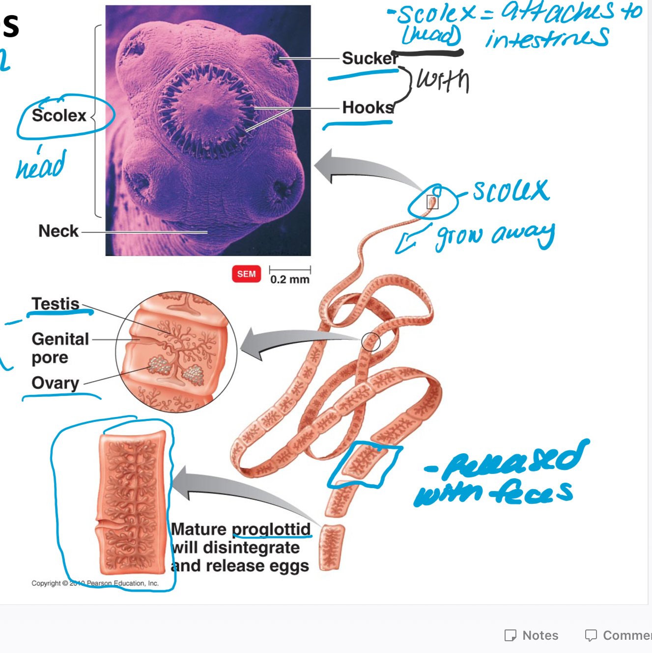 \-Monoicious, can have proglottids

\-Scolex(head)= attaches to intestines

\-Sucker, Scolex, and Hooks

\-Ex: Tapeworm, Taenia saginata= beef tapeworm, don’t have proglottids

* Released with feces