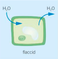 <p>If the solution outside the cell is hypertonic, then the cells will become flaccid as there is no pressure inside the cell acting on the cell wall. The plant will wilt as turgor no longer supports the plant tissues.</p>