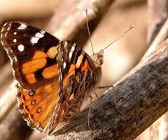 <ul><li><p><span>Adults have reduced forelegs</span></p></li><li><p><span>stand only on 4 legs while the other two are curled up</span></p></li></ul><p></p>