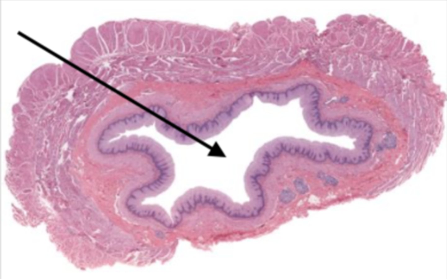 Week 11 Digestive System Flashcards Knowt