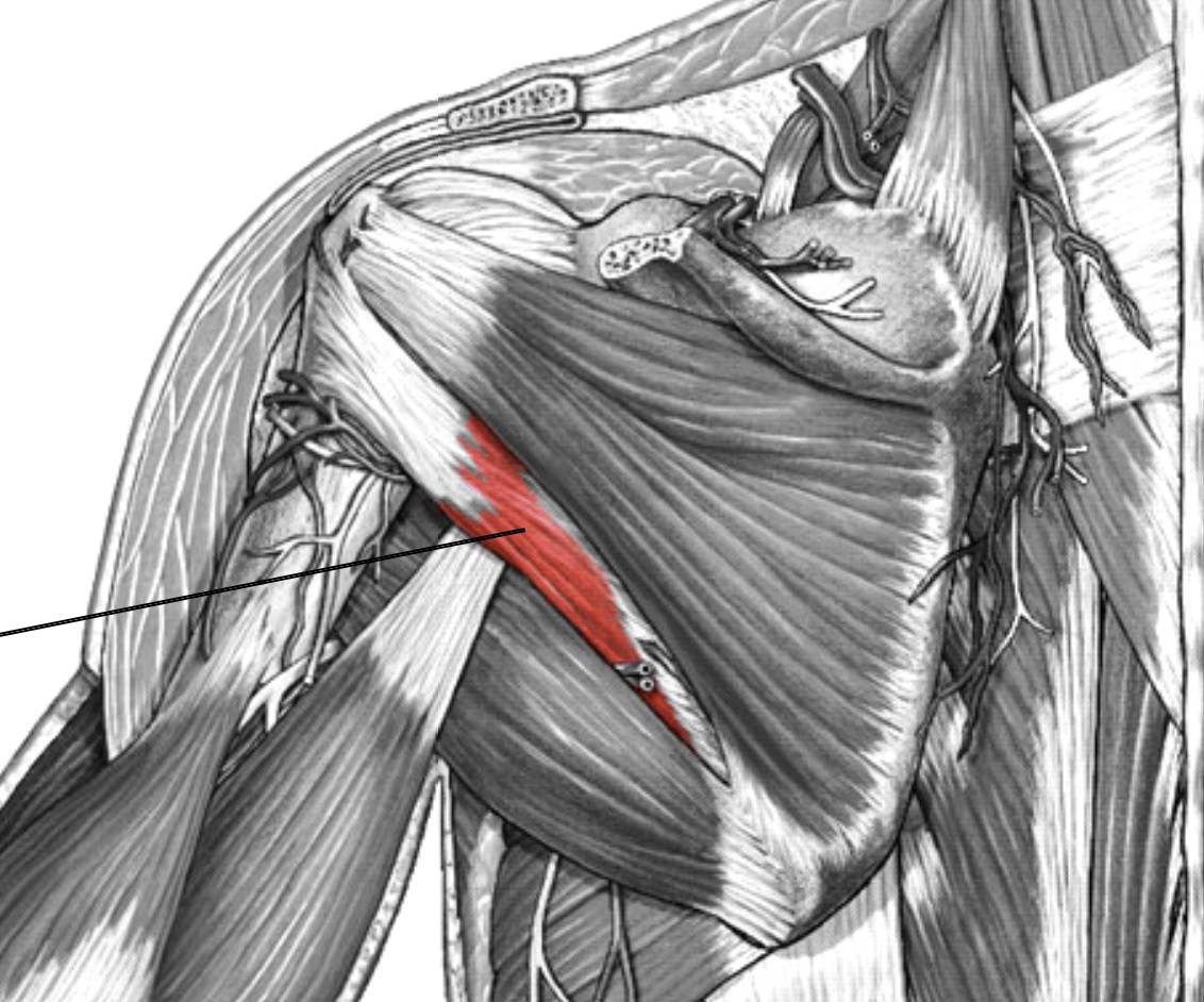 <p>Which muscle of the humerus/shoulder is:</p><ul><li><p>Inferior to infraspinatus, but superior to teres major</p></li><li><p>Action: lateral rot &amp; ext humerus</p></li><li><p>Nerve: axillary</p></li></ul><p></p>